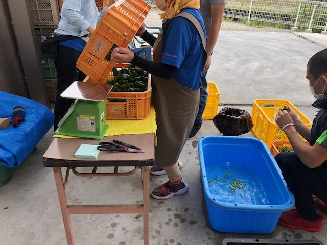 野菜の出荷作業
