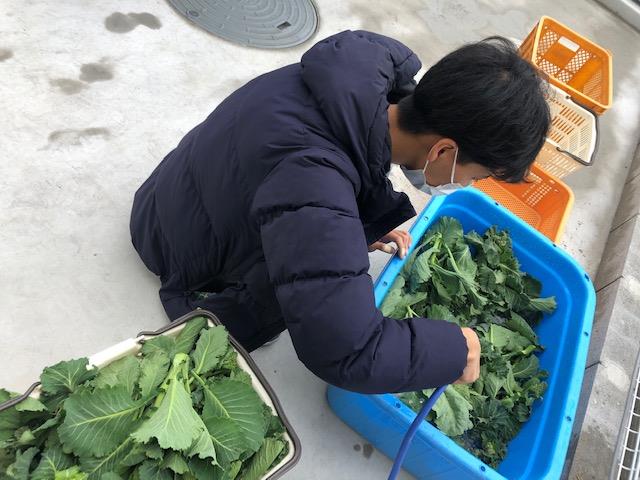 野菜の作業